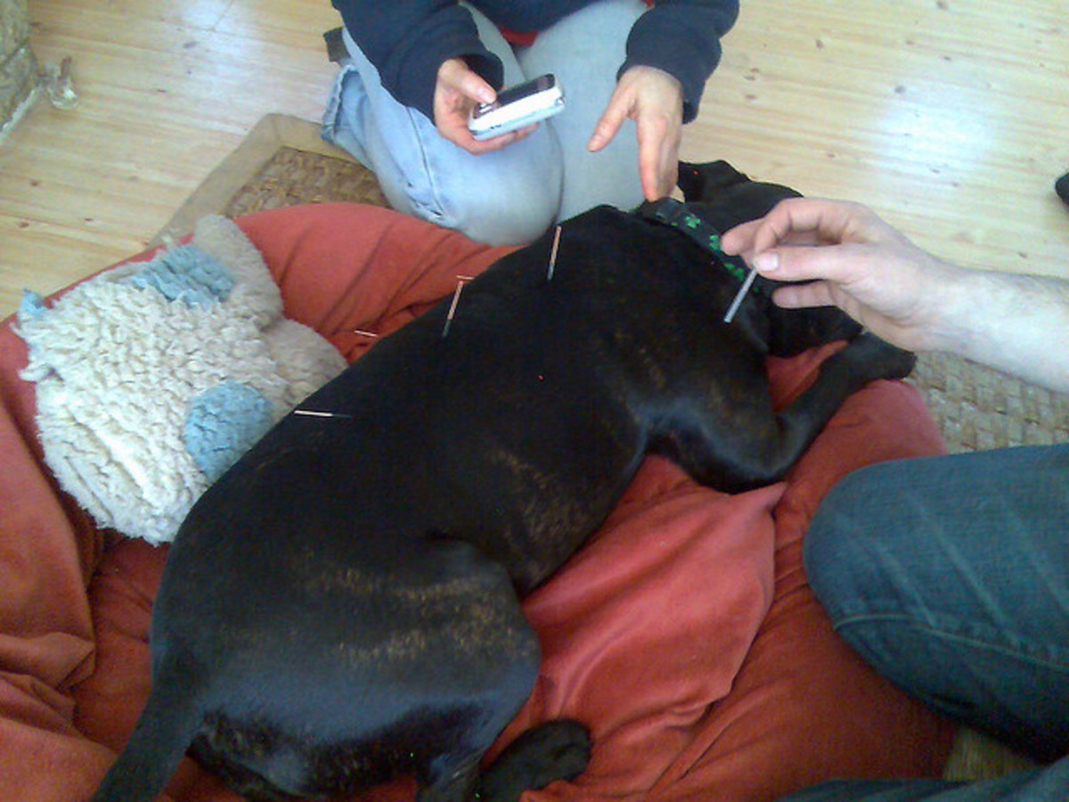 Acupuncture may help dogs with arthritis and back pain.