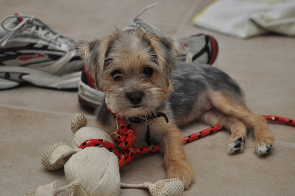 morkie teddy bear dog