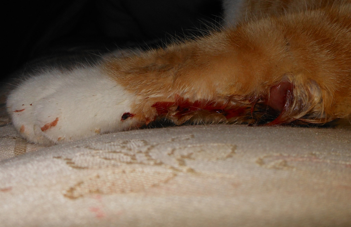 Barney's Injured Paw
