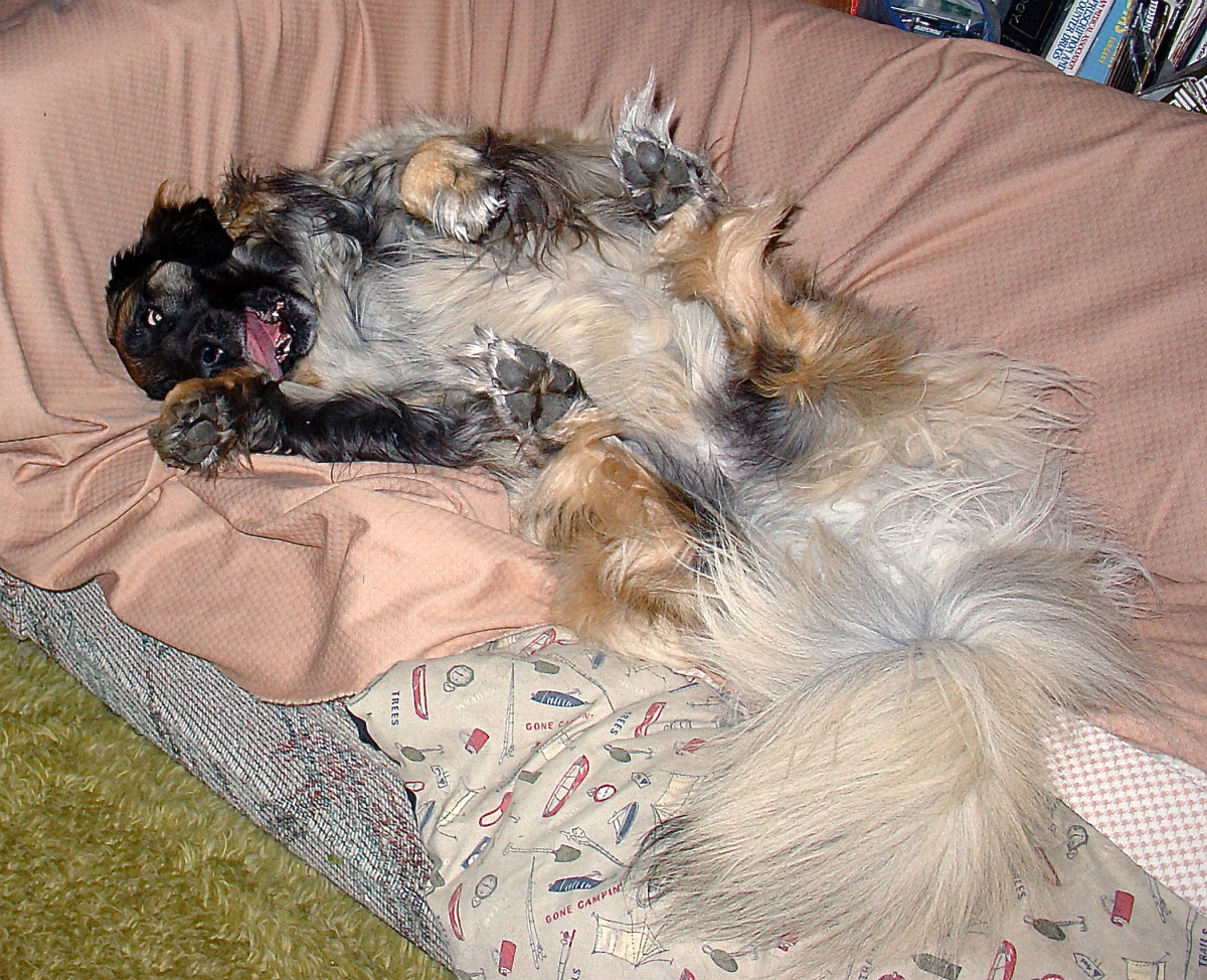 Scala as an adult: she's upside down and in a playful mood!