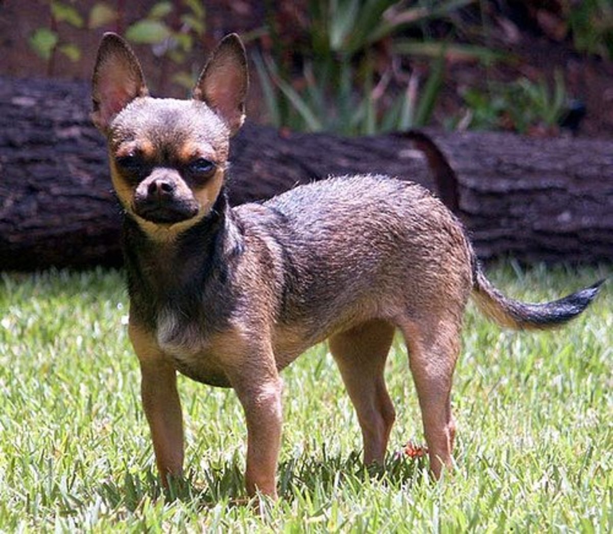 top 10 most aggressive dogs