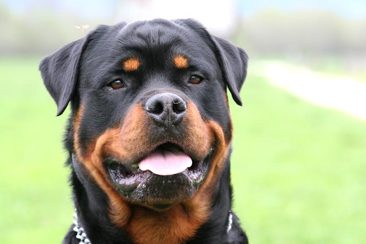 Rottweilers tend to be somewhat aloof and may not get along well with strangers. 