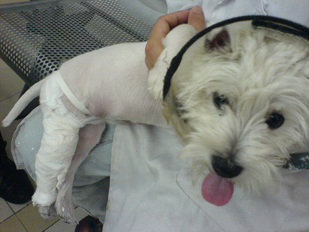 A luxating patella usually needs to be fixed surgically.