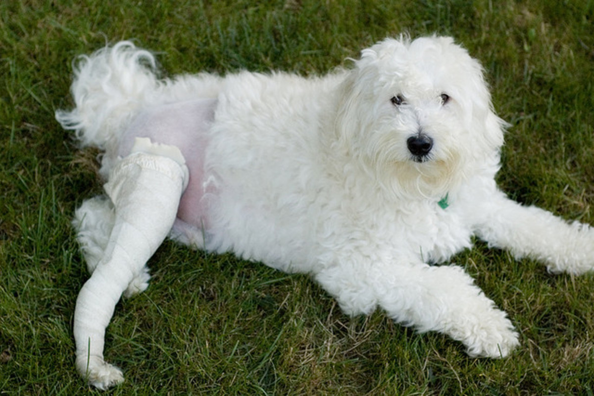 If a luxating patella is ignored, the dog will develop arthritis.