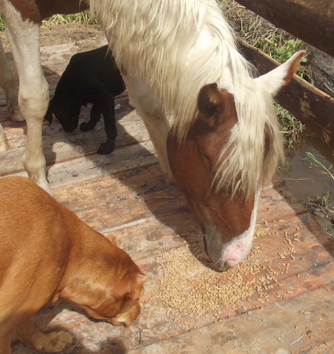 5 Good Dog Breeds That Get Along With Horses PetHelpful