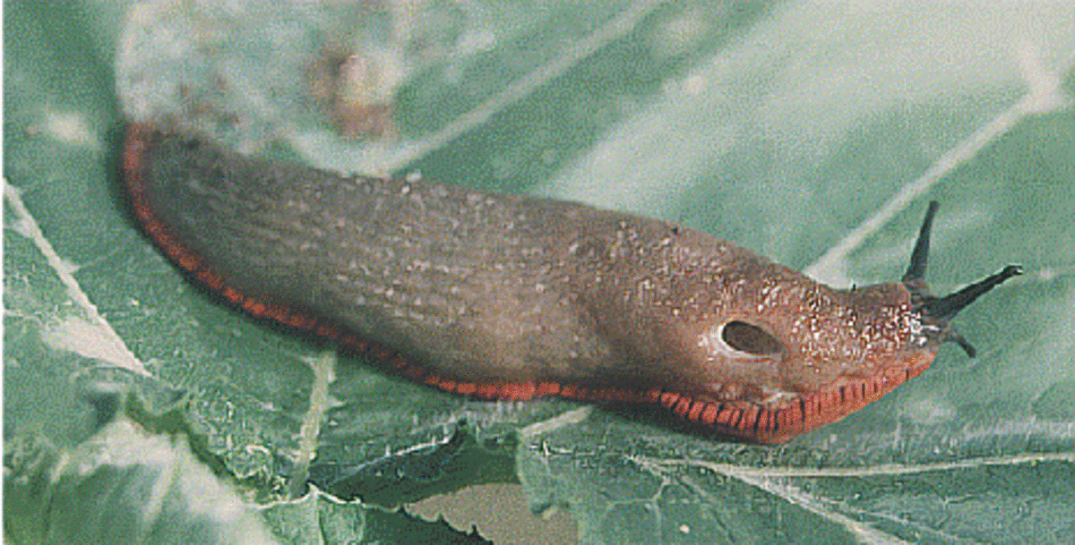 Slug on a leaf.
