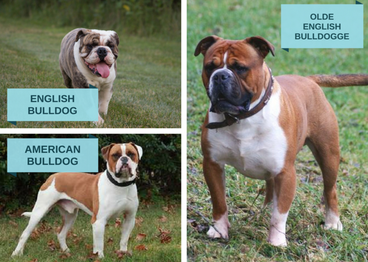 This photograph cross-compares three popular types of bulldog breeds.