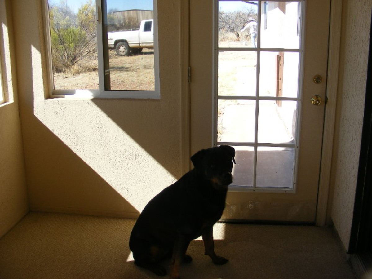 Dogs often exhibit conditioned behaviors to stimuli they have experienced many times. 