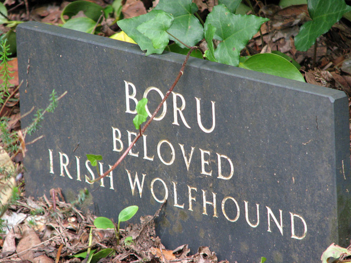Irish Wolfhounds almost always die too young.