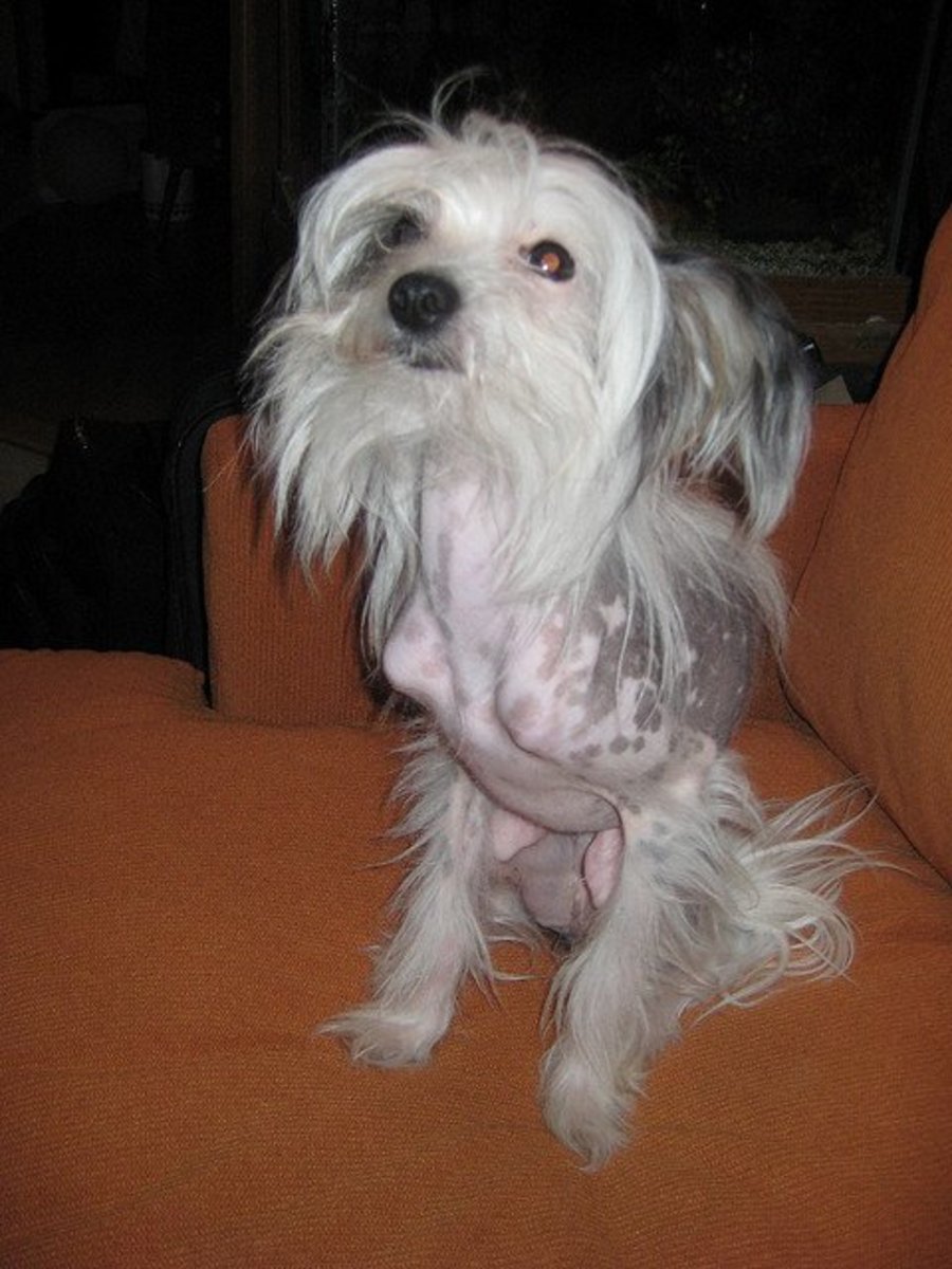Chinese Crested are also great for an apartment.