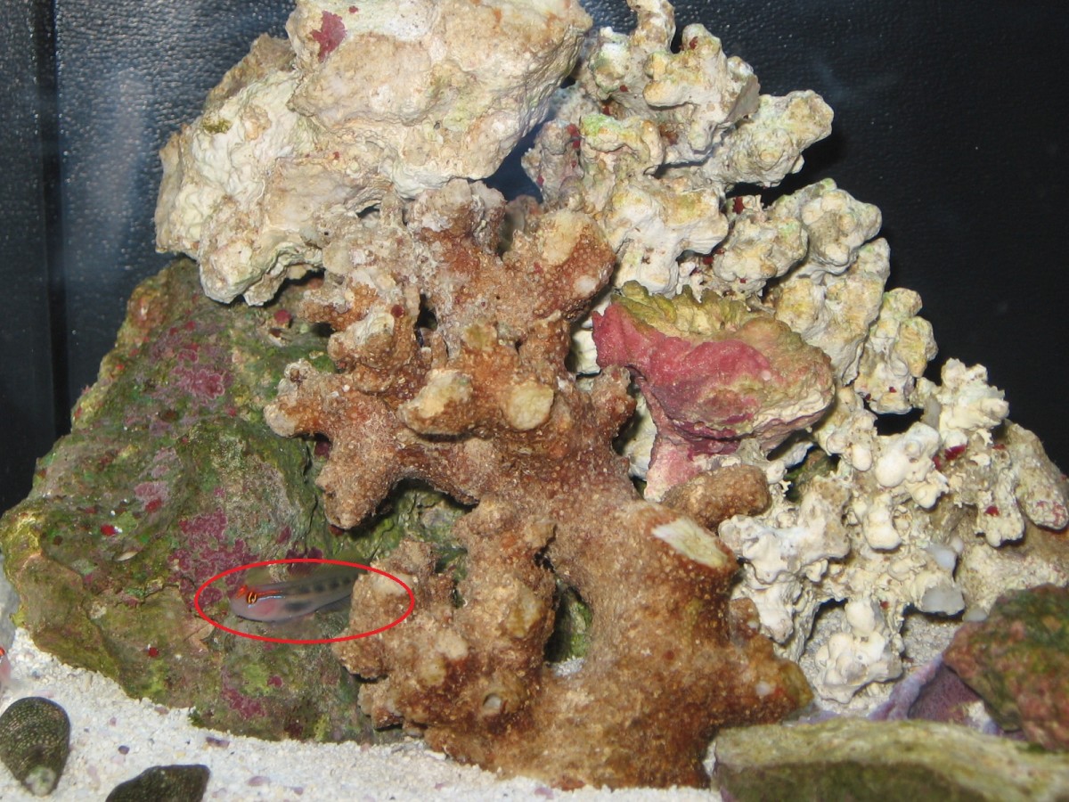One of the red head gobies, outlined in red.  Extra shells for the hermits at lower left.