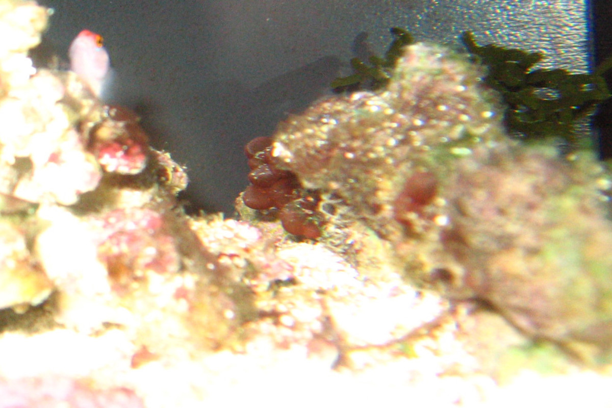Red bubble algae in photo center grows on live rock. Goby in upper left for size comparison.