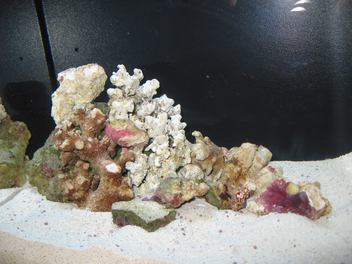 How to Set Up a Nano-Reef Tank - PetHelpful - By fellow animal lovers ...