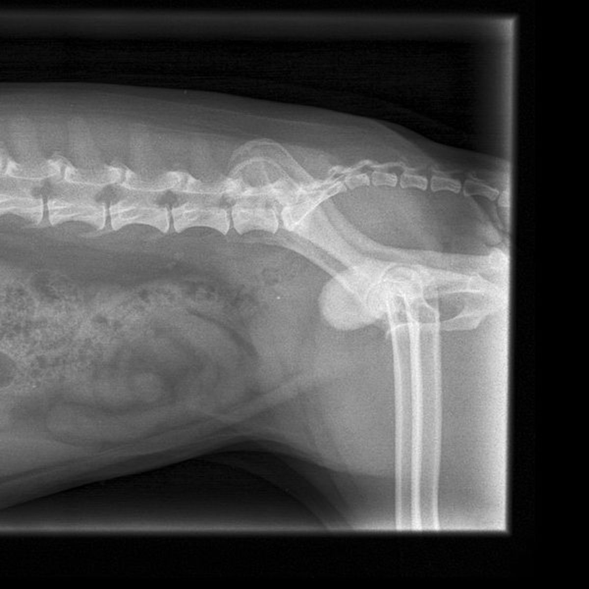 Does Your Dog Have Bladder Stones An Interview With A Veterinarian 