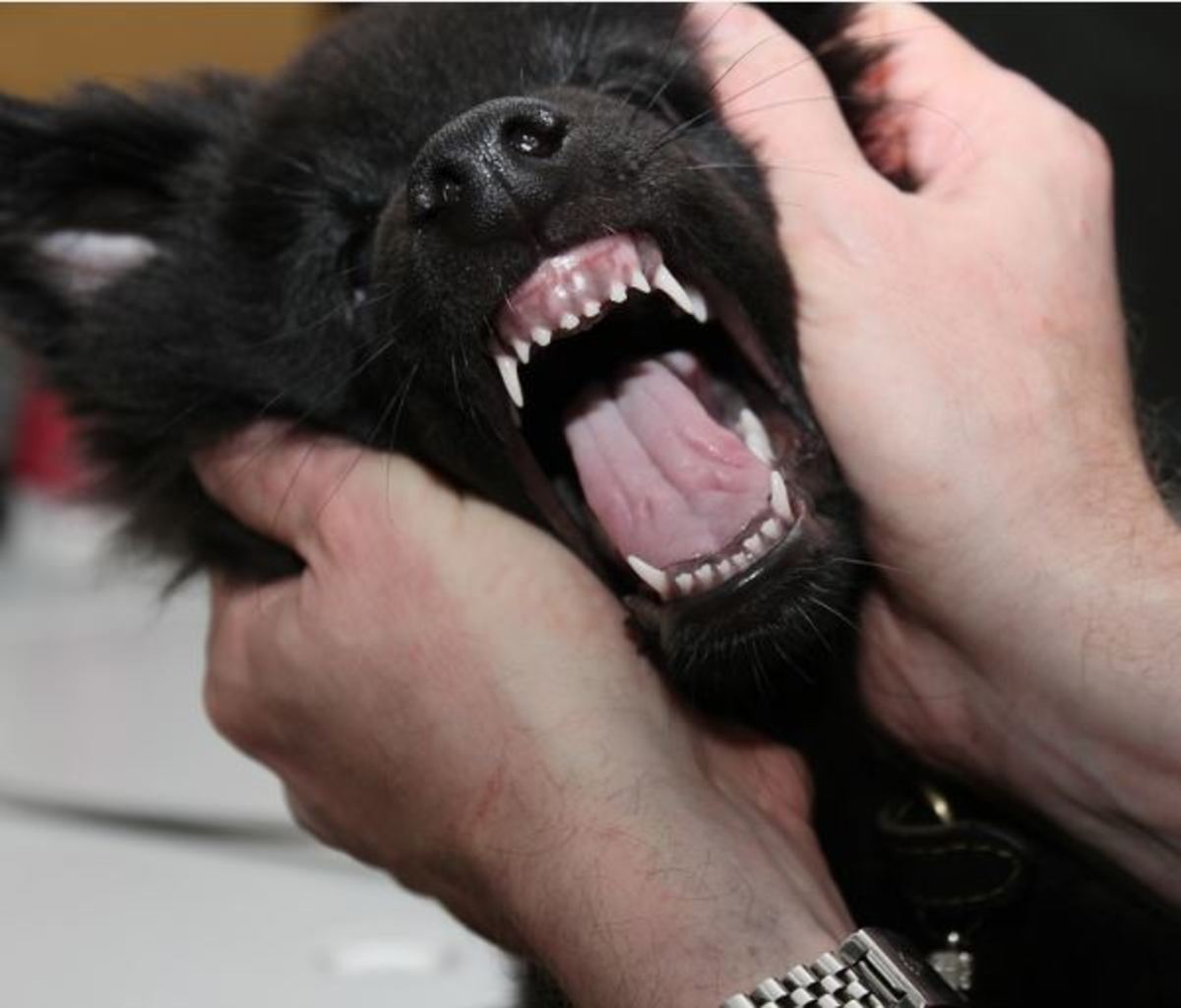 The development of a puppy's milk teeth.