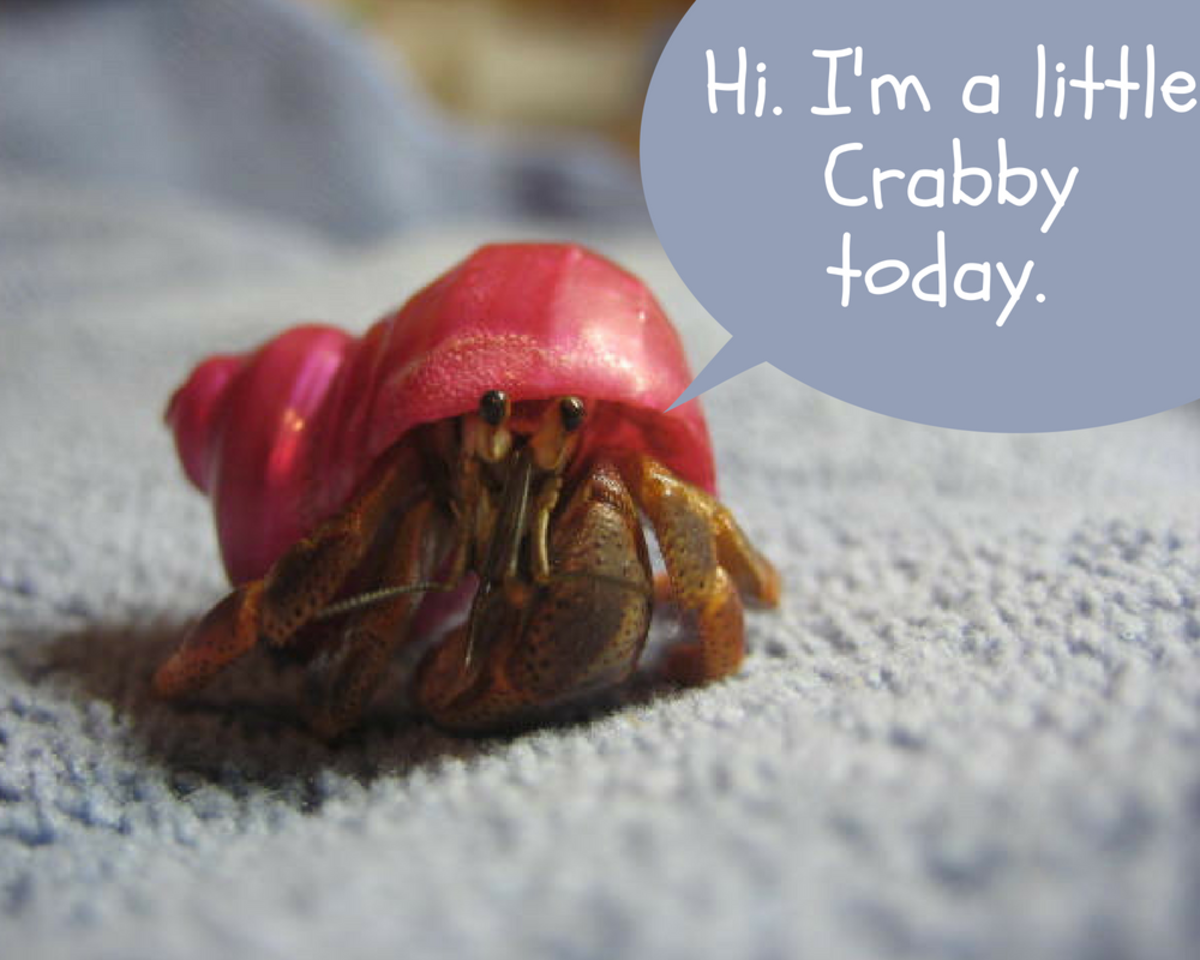 really cute hermit crabs