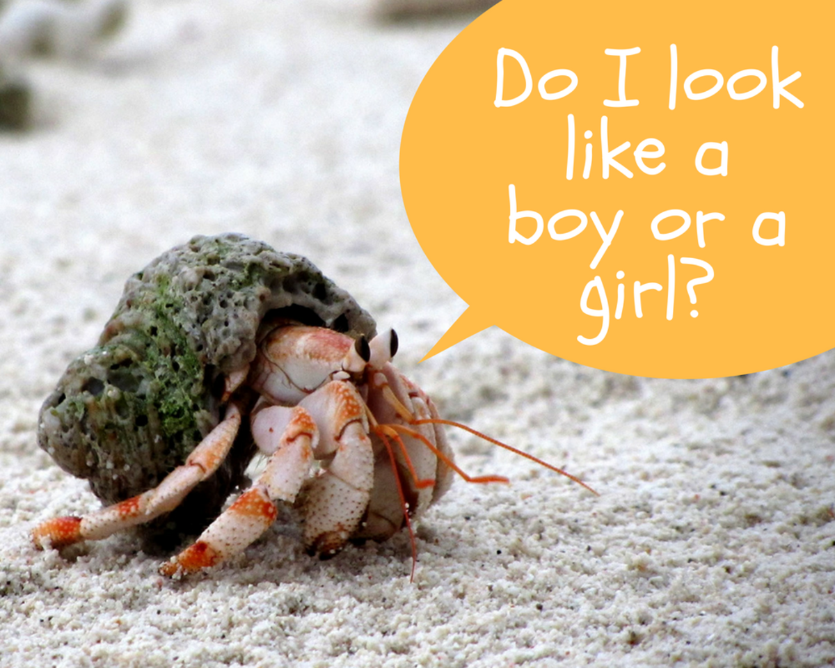 It's very difficult to determine a hermit crab's gender. You'll probably have to guess.