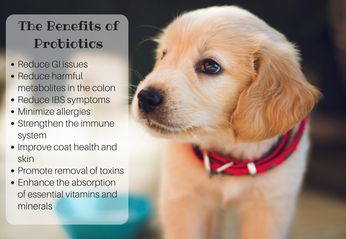 Probiotics are easy to dispense and offer dogs, pets, and humans alike many health benefits and relief from chronic illness.