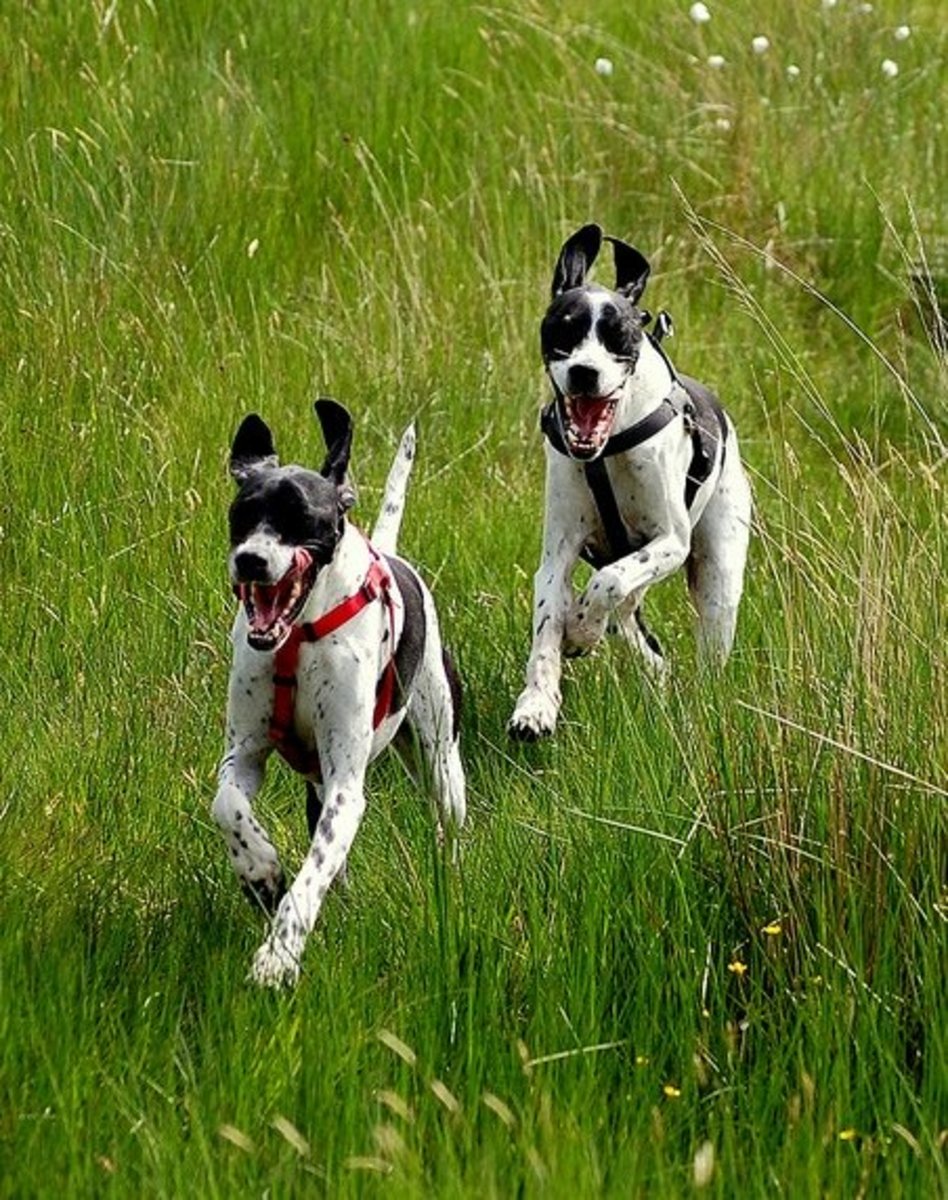English Pointers are so good that they are known as "bird dogs" in the southern part of the US.