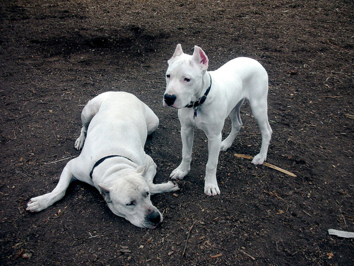 Some white puppies grow up to be big, like their moms.