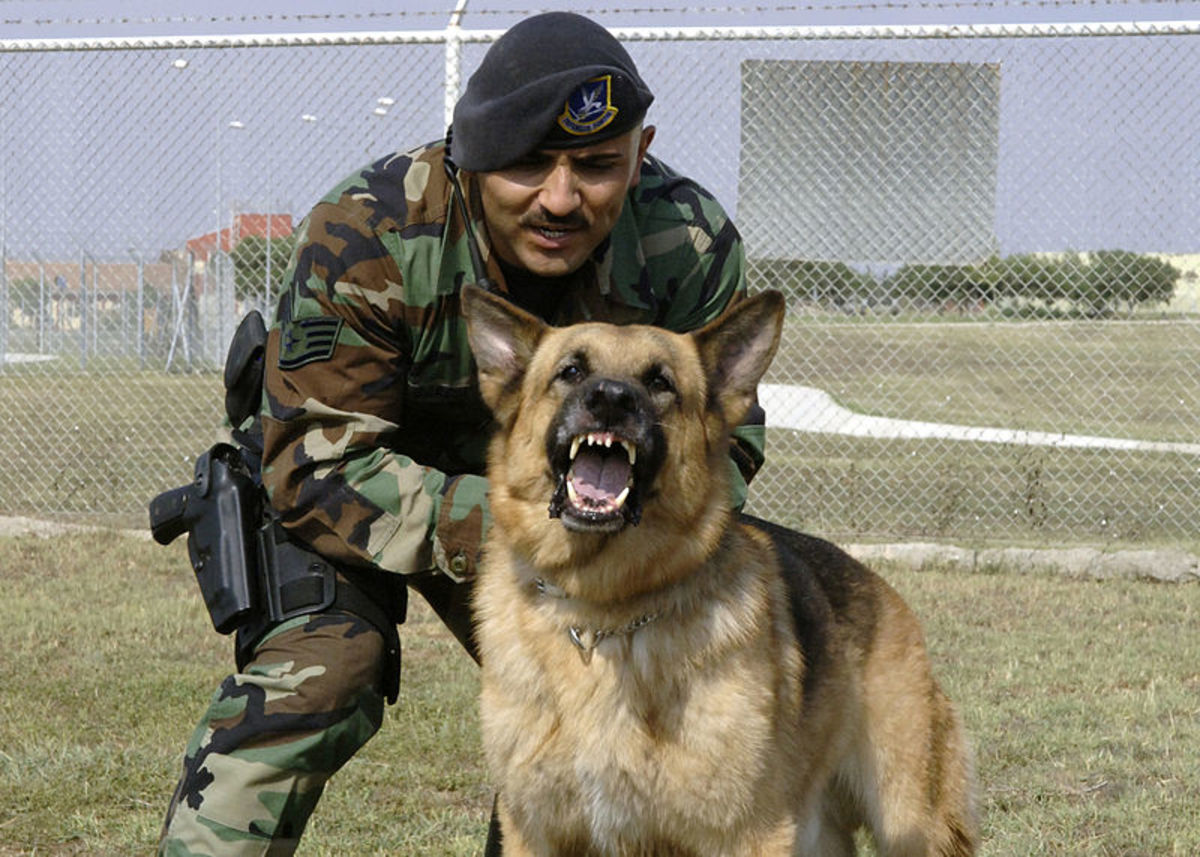 The U.S. military considers an anti-IED program with dogs its most successful strategy for potential explosive detection.