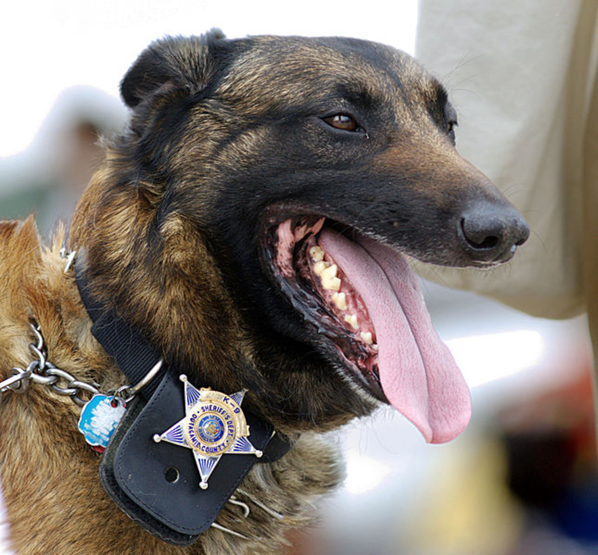 Dogs are used to ensure travel safety and to detect explosives. 