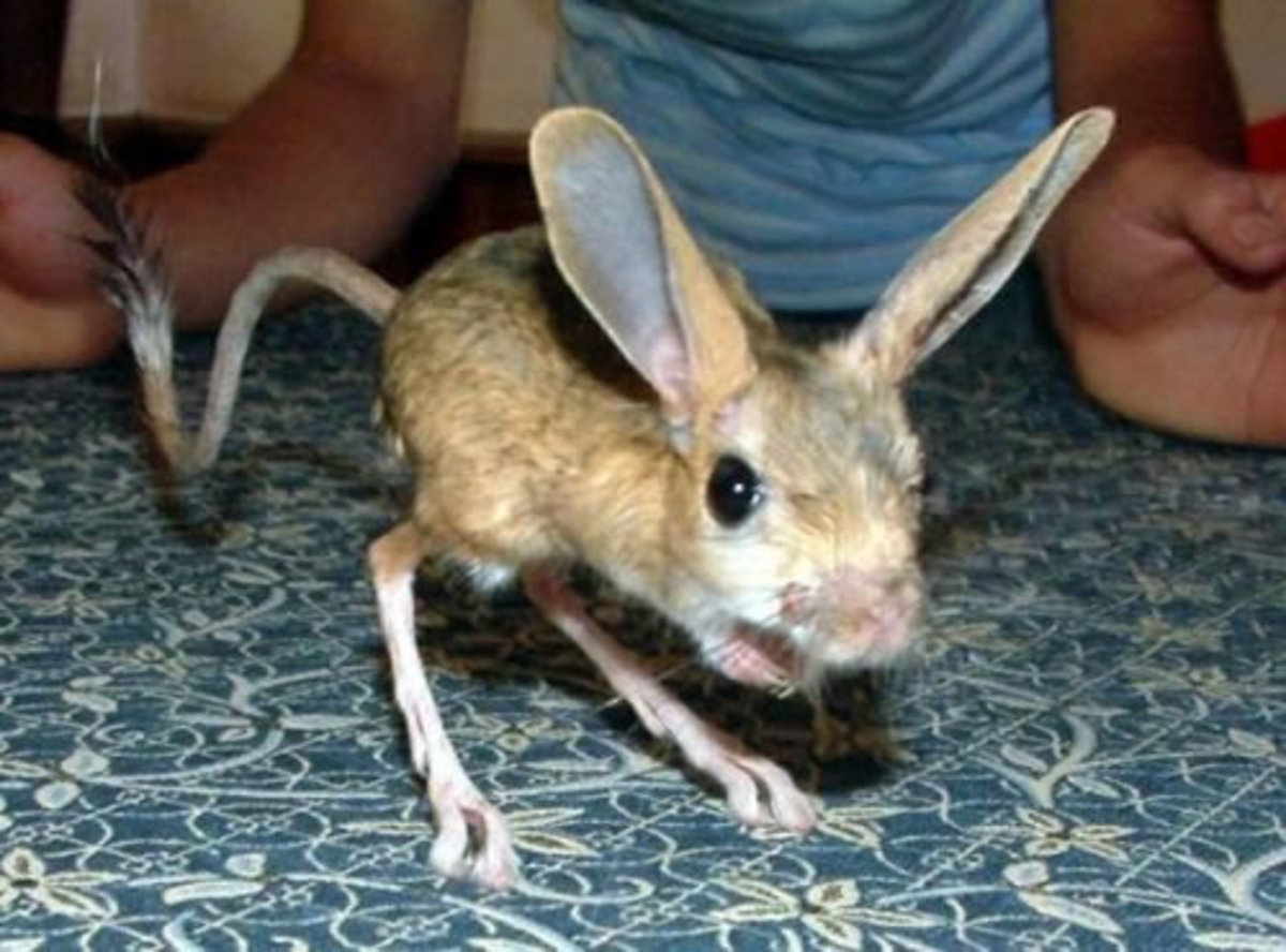Jerboa with large ears 