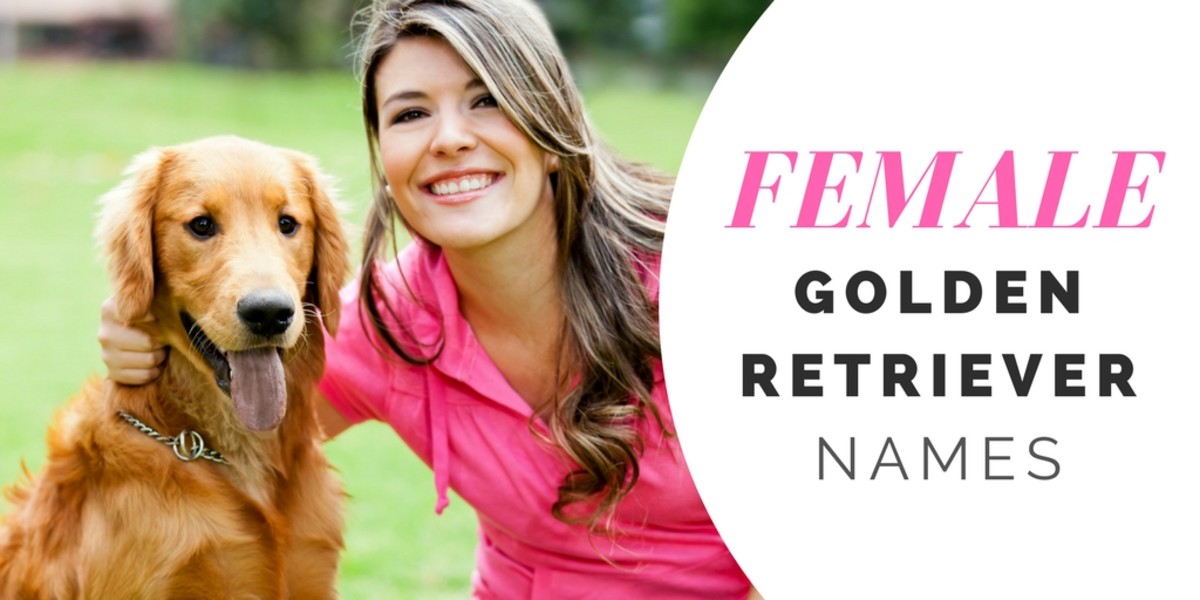 Over 180 Golden Retriever Names For Your Beloved Pup PetHelpful
