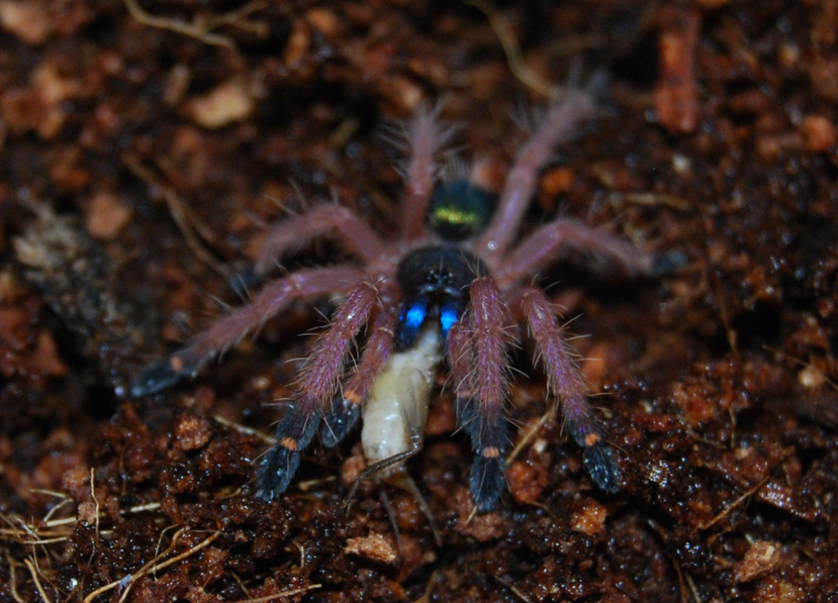 A very small Blue Fang spiderling having a meal.