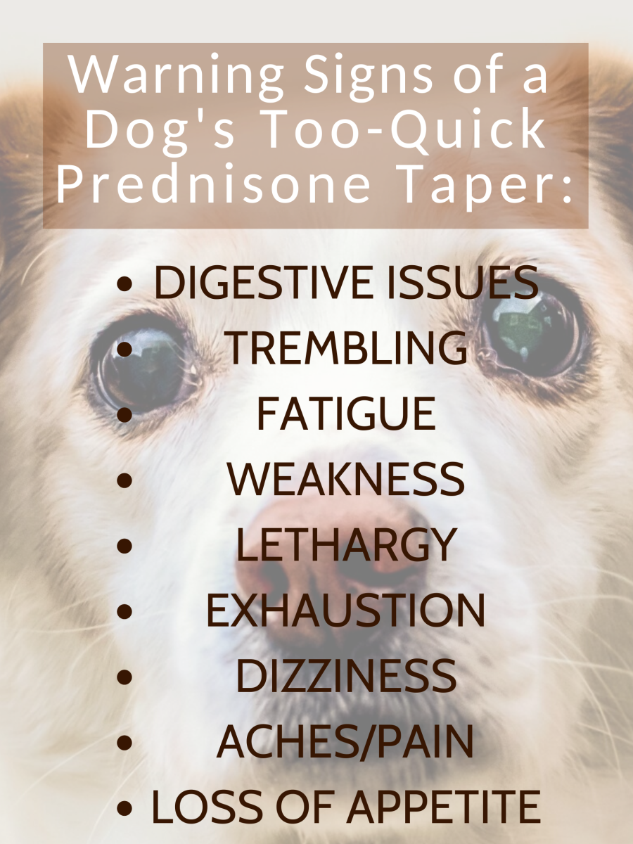 An infographic of the symptoms of weaning off prednisone too quickly in a dog. 