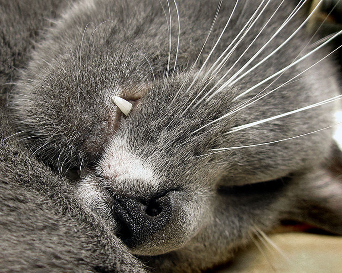 It is time to recognize the potential of the feline nose. 