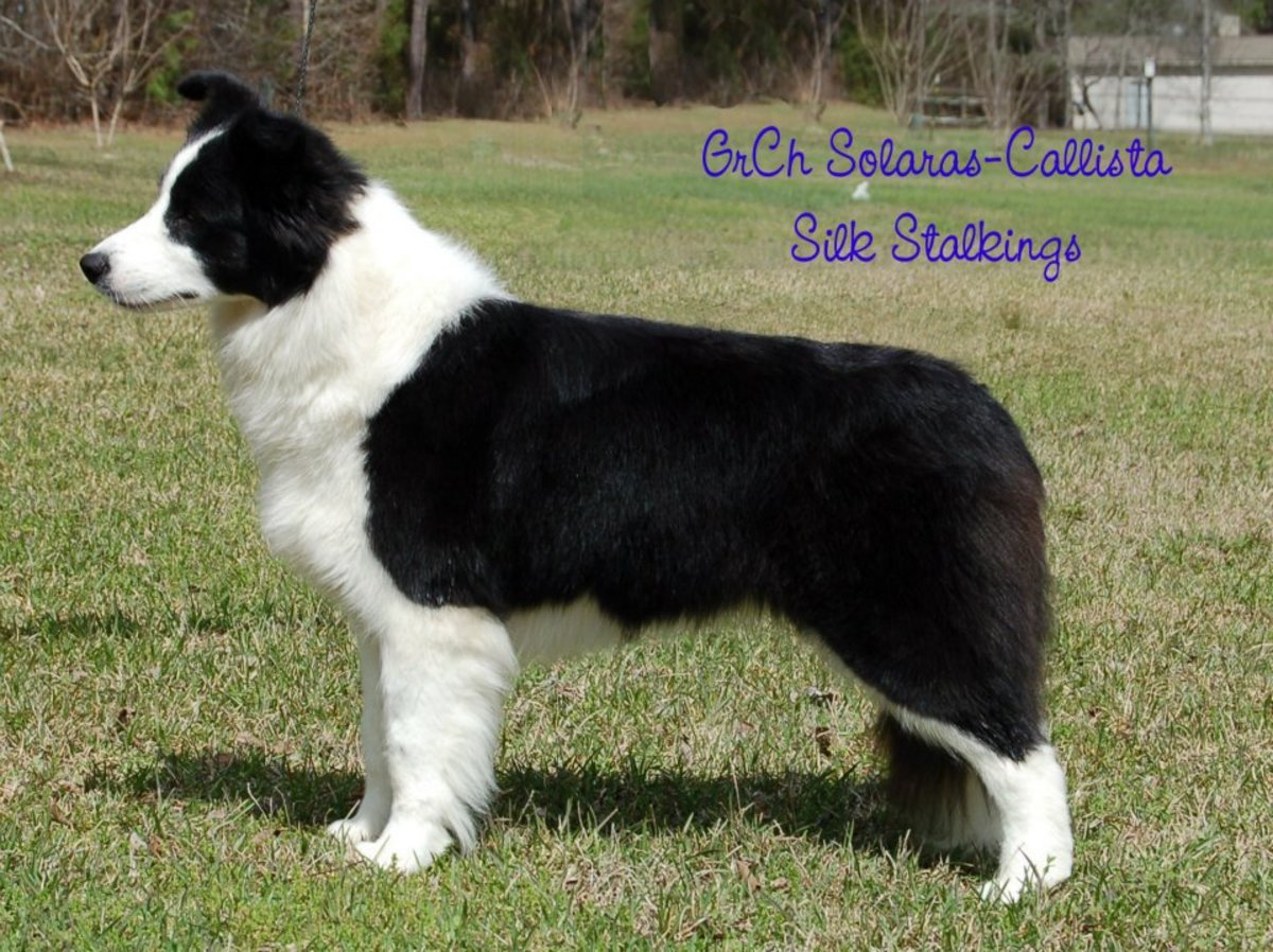 Selecting And Training A Border Collie Puppy Pethelpful By Fellow Animal Lovers And Experts
