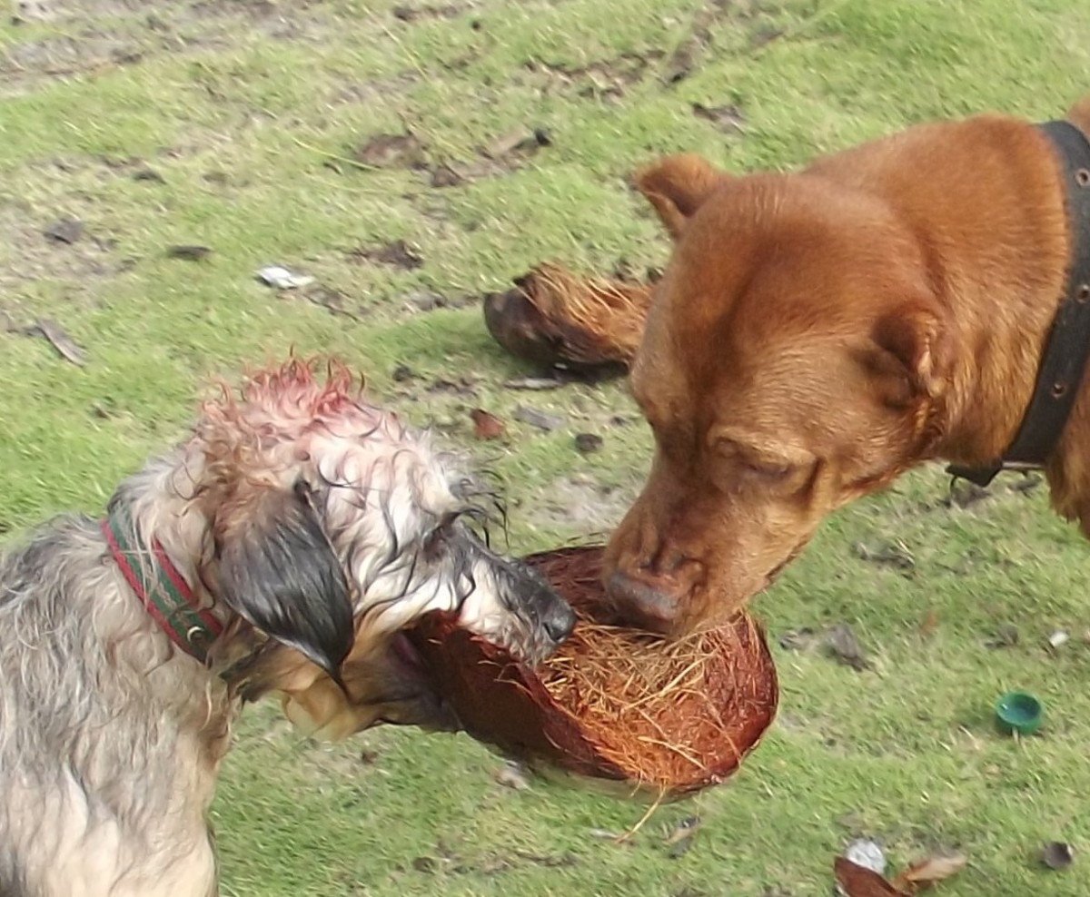 Dogs love fresh coconut; in fact, they will even fight over the
husk.