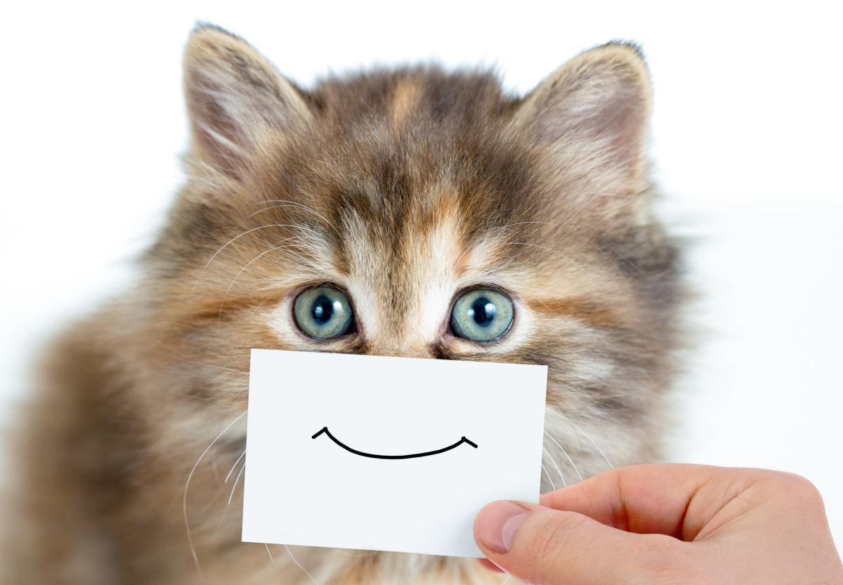 Choose a name that reflects your cat's personality—they'll thank you for it! 
