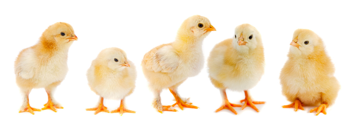 Henriette? Daisy? Peaches? There are just so many great chick names to choose from. 