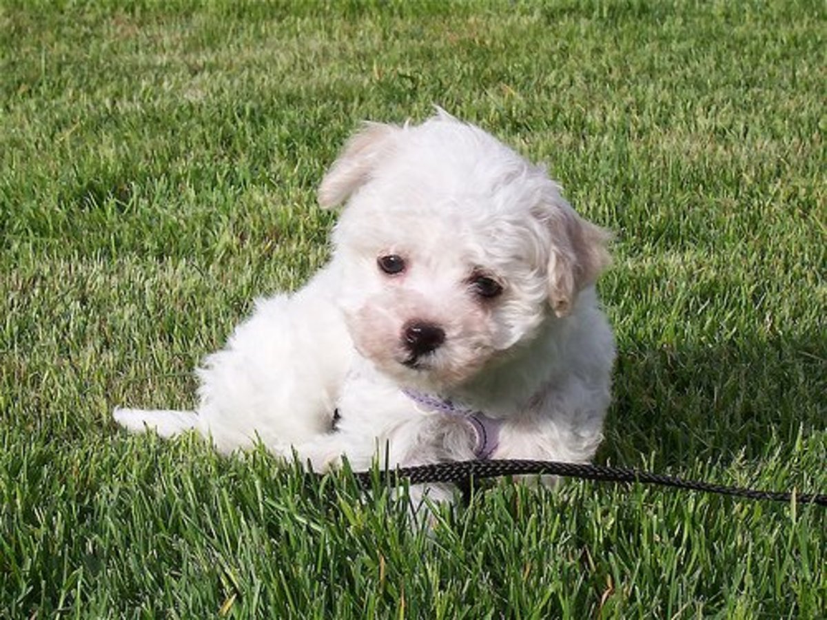 If you're looking to add a new pet to your family, consider a Havanese dog. They are very family friendly and great with kids and other pets.