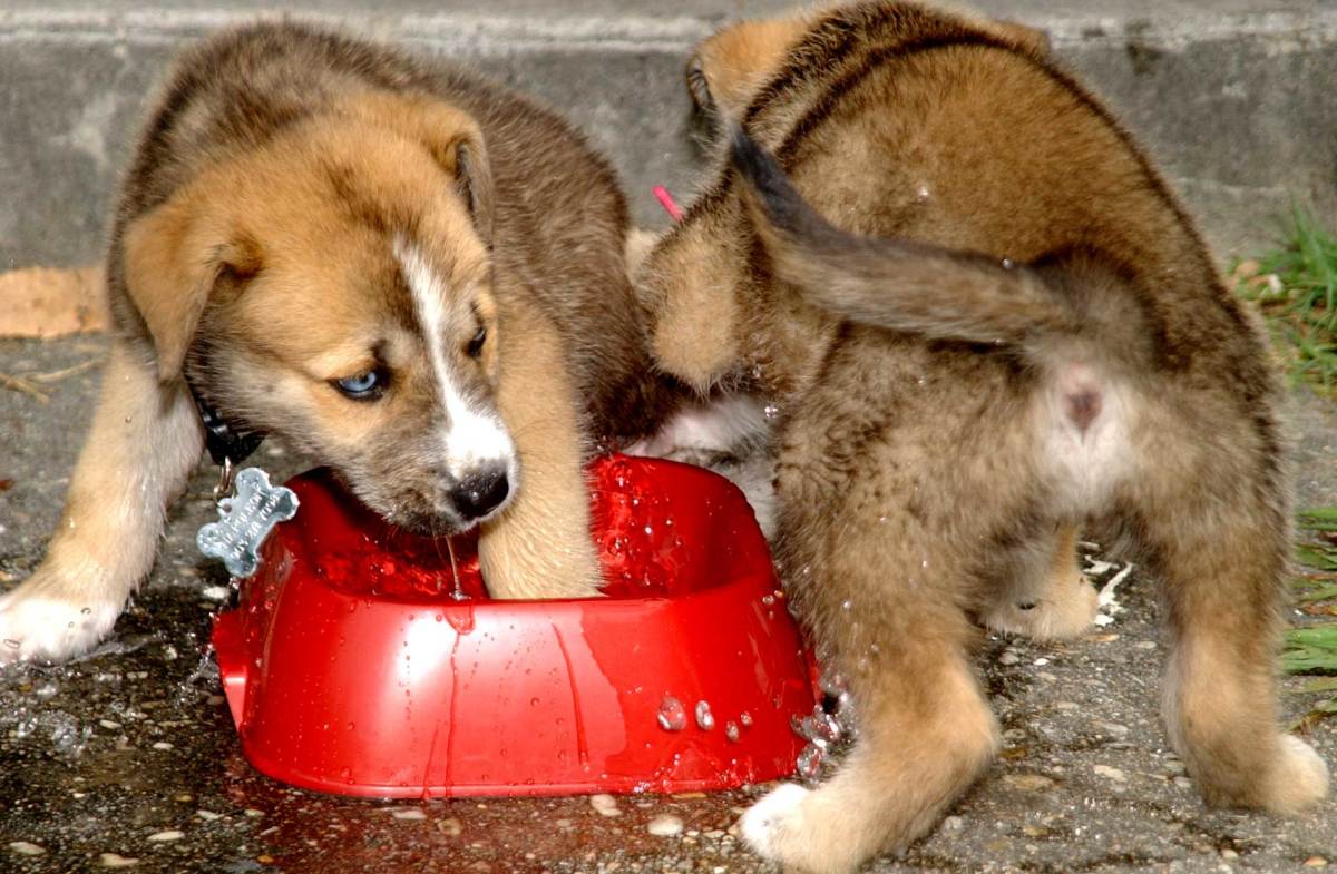 Because who doesn't love puppies? So here is a picture of GSD/Huskie puppies playing in a water bowl!