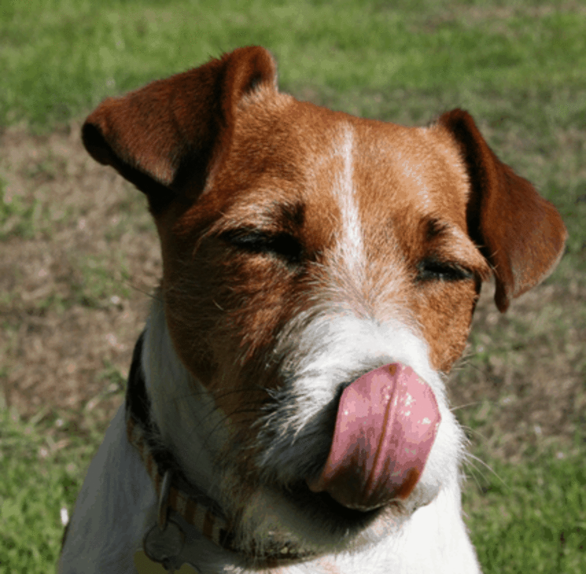 Licking keeps a dog's nose wet!