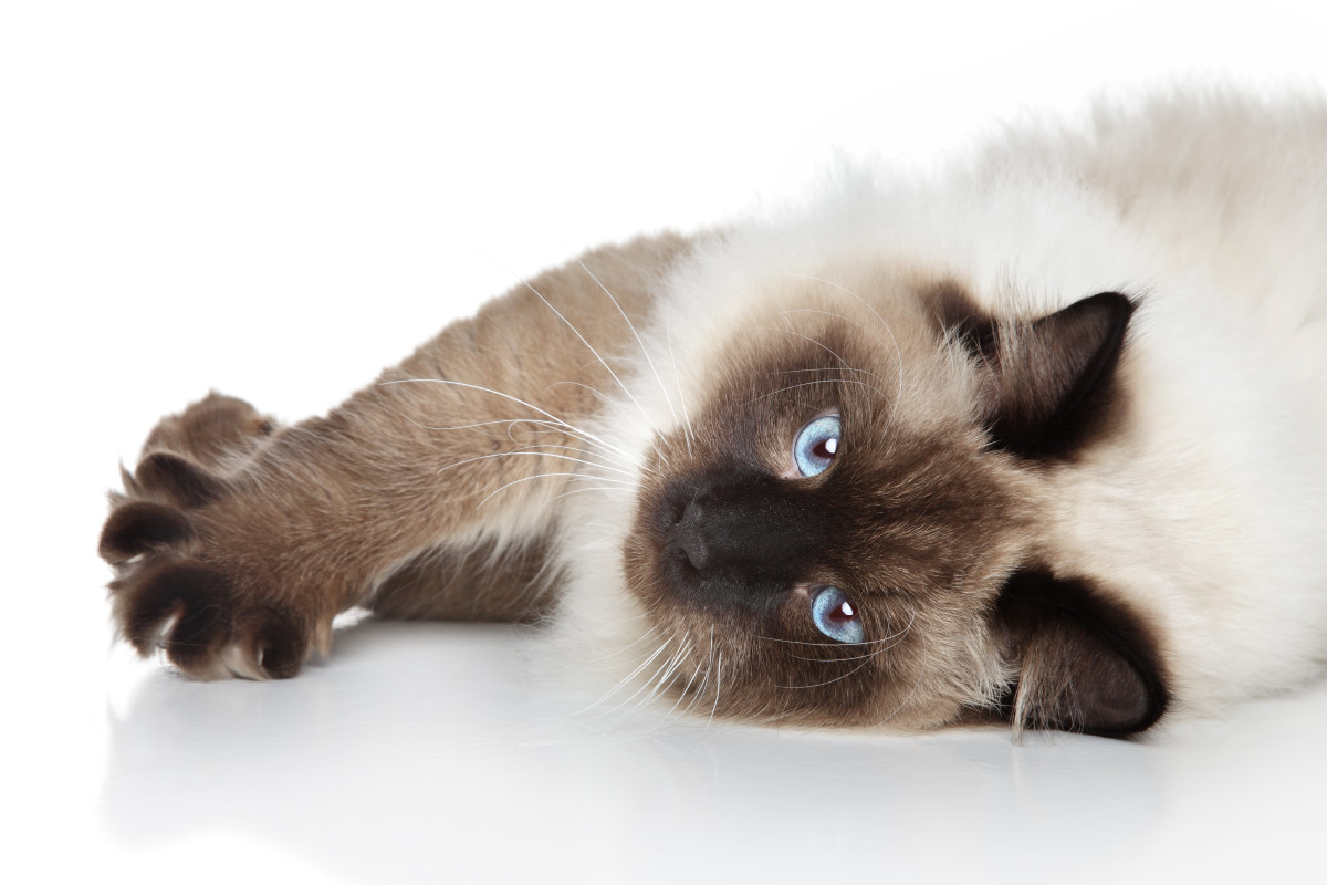Siamese cats deserve names that are unique to the breed because of their distinctive appearance and personalities!