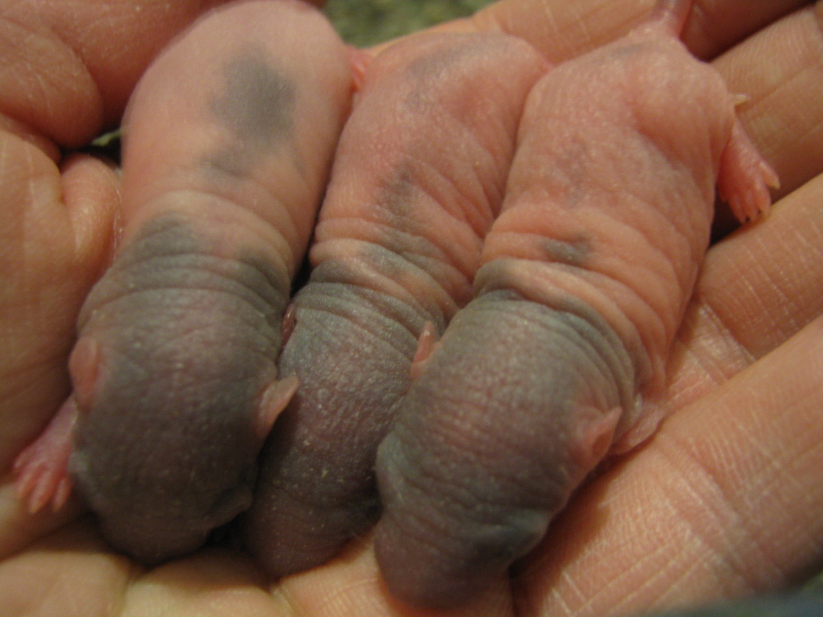 Baby rats, approximately 5 days of age. You can see that the pigment in their skin is starting to show.