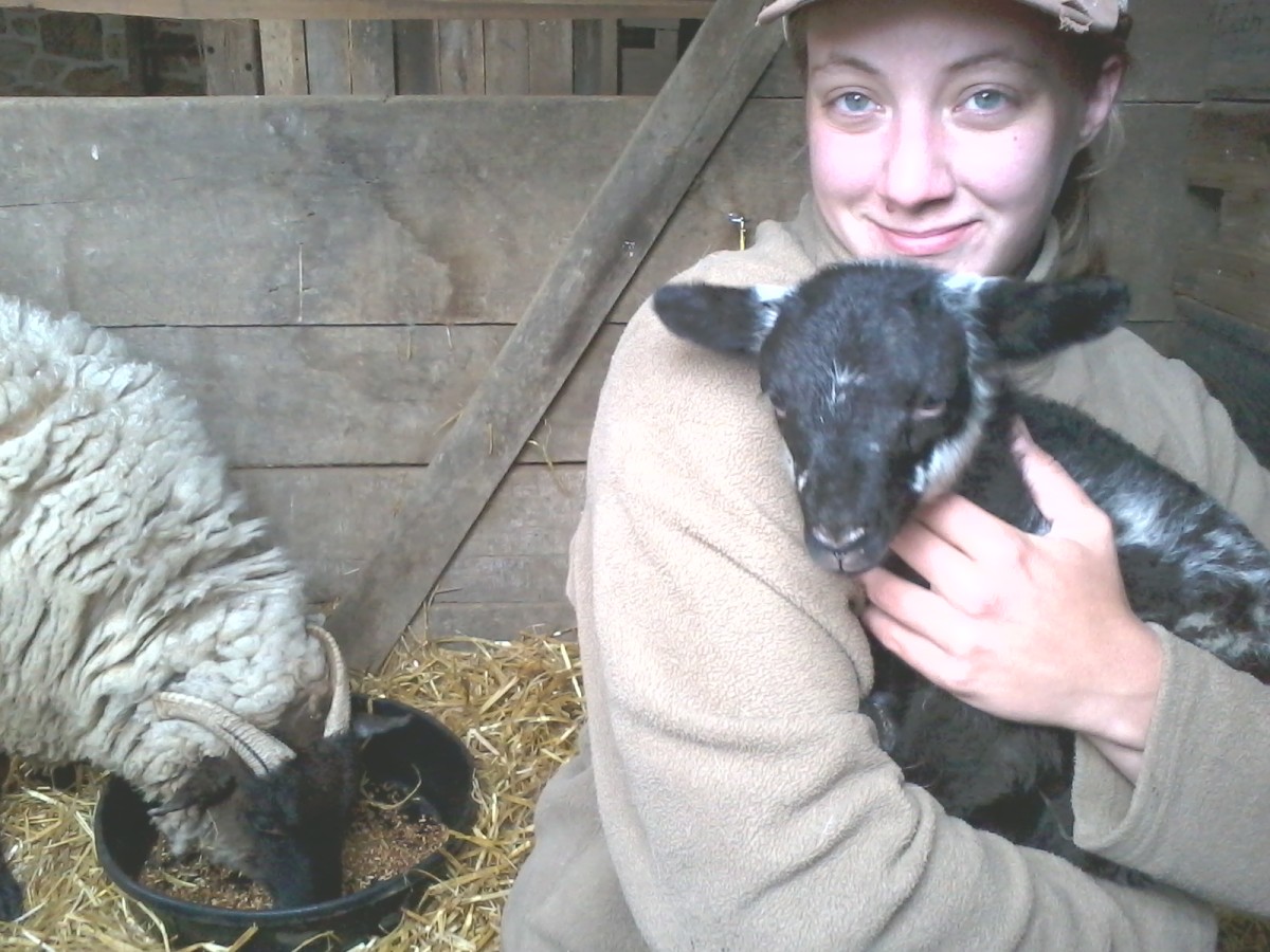 The first lamb I ever "delivered" - that's right, I'm taking all the credit! By the way, both the ewe and the lamb pictured are Hog Island Sheep