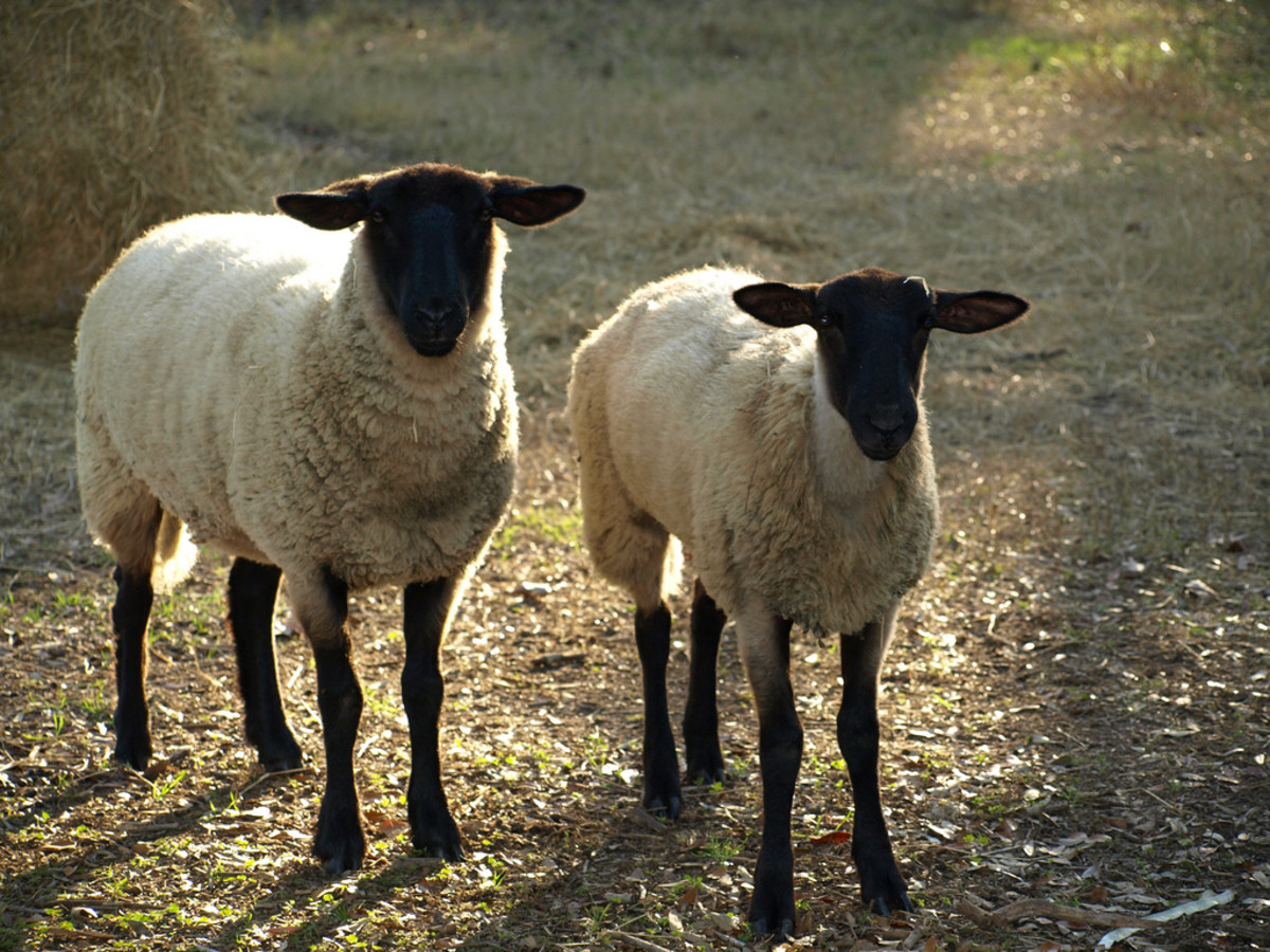 Suffolk ewe and large lamb.