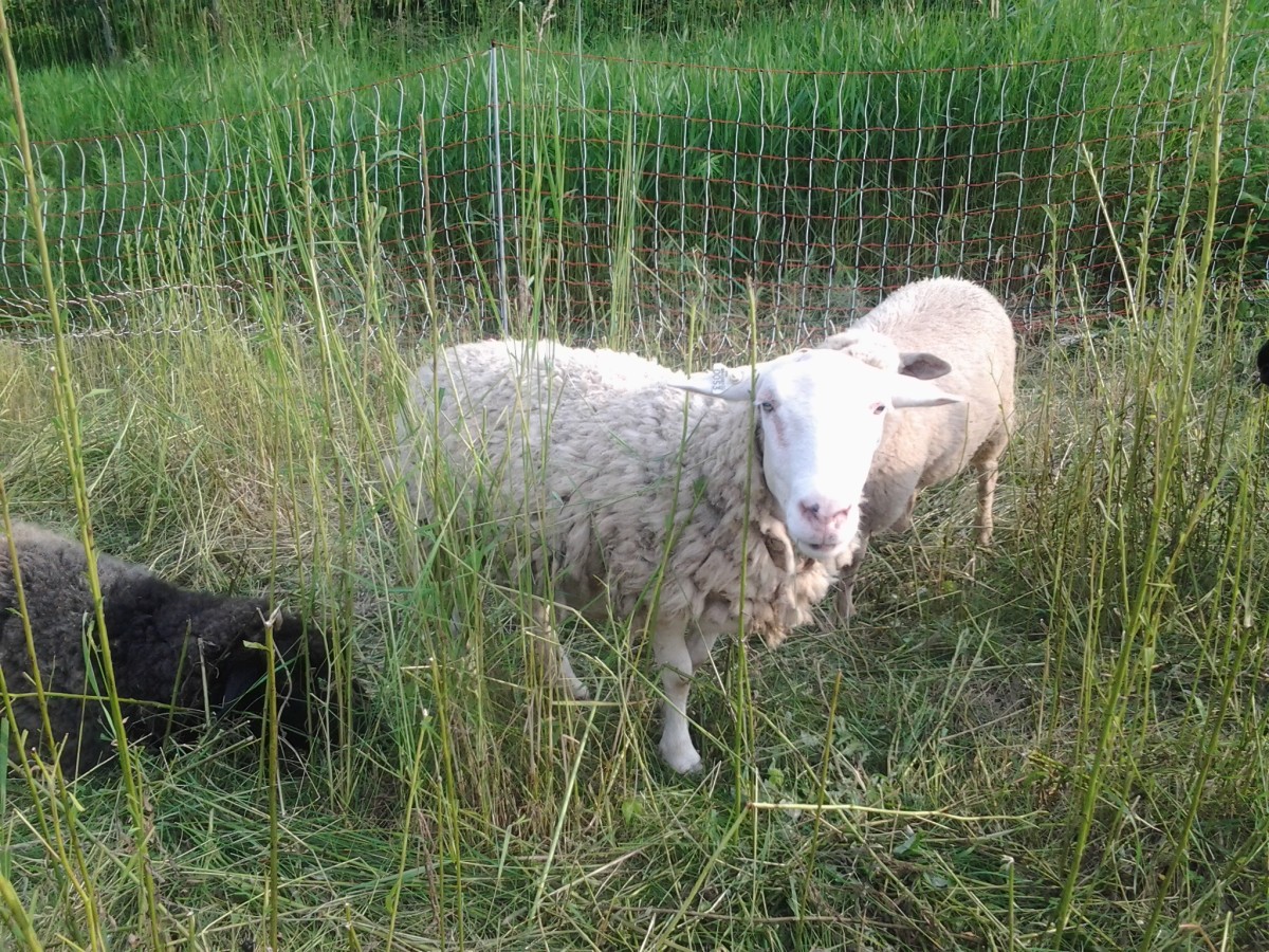 Найдены овцы. Породы овец 7 букв. Protect Sheep.