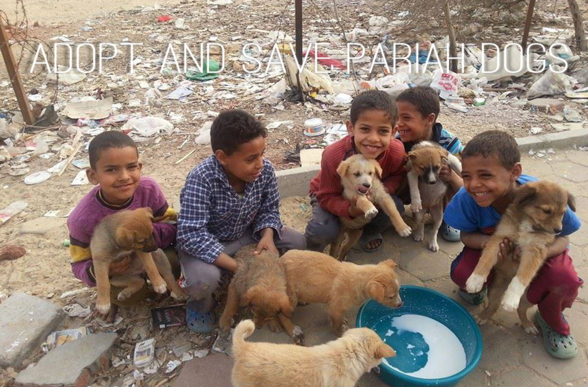 Adopt and save pariah dogs!
