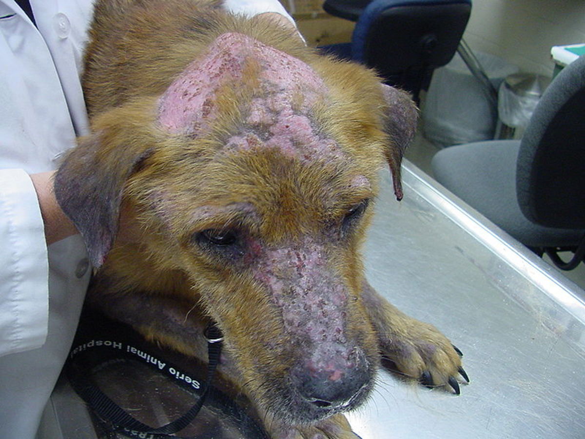 When the skin becomes infected, from any cause, the dog begins to stink.