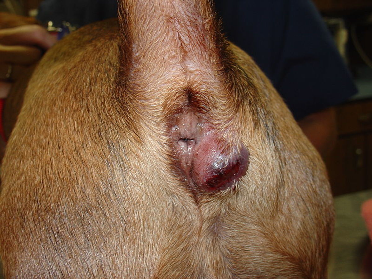 Swollen perianal glands usually become infected.