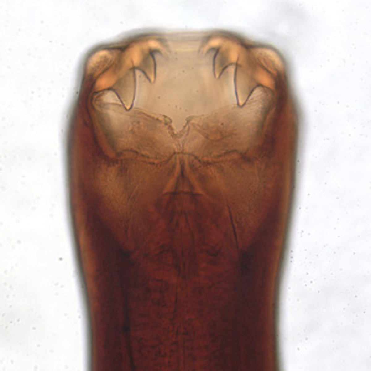 The cause of hookworm disease in warmer parts of the world. Check out those teeth! (Ancylostoma caninum).