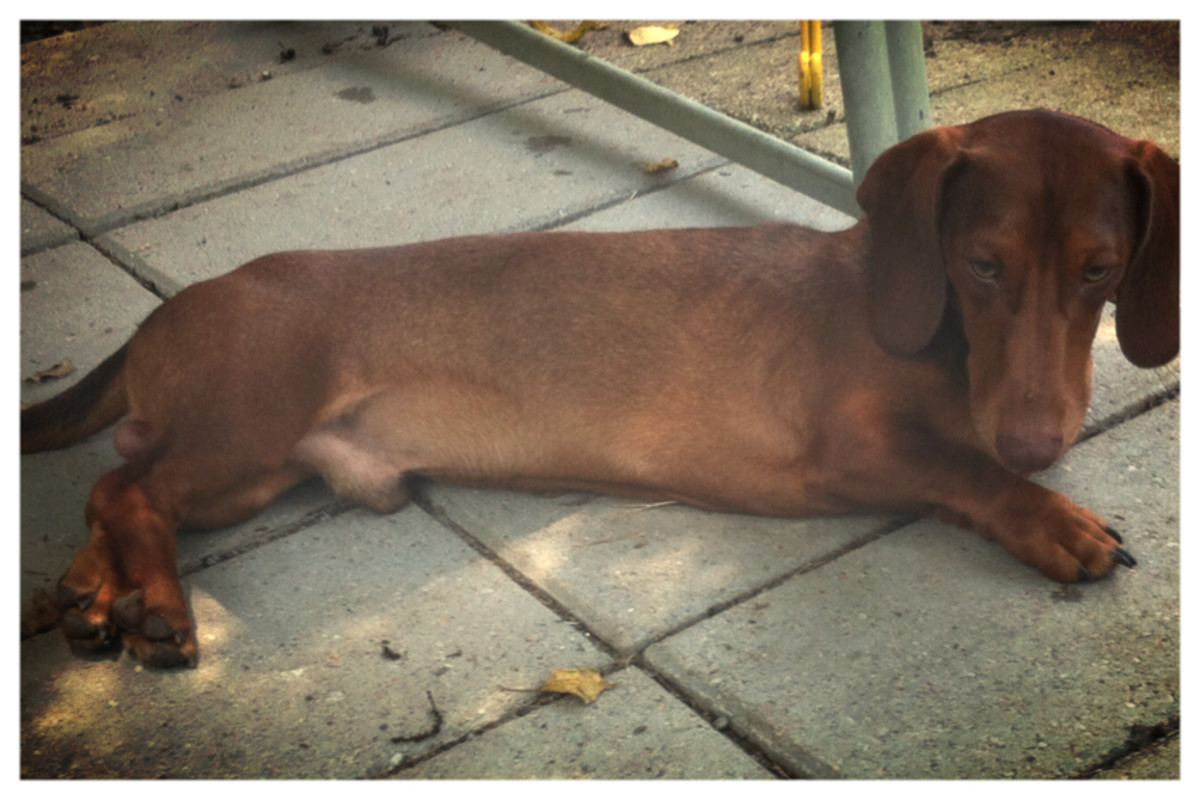 Dog Is a Pure, Full-Blooded Dachshund 