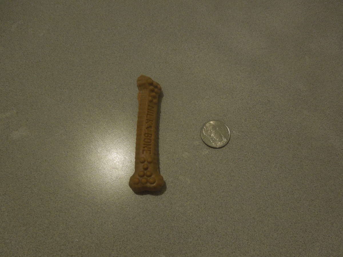 dr mercola dental chew bones