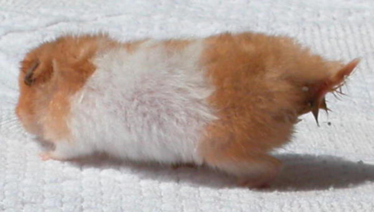 Hamster is showing symptoms of a dirty bottom, diarrhoea and a ruffled coat all consistent with wet tail. 